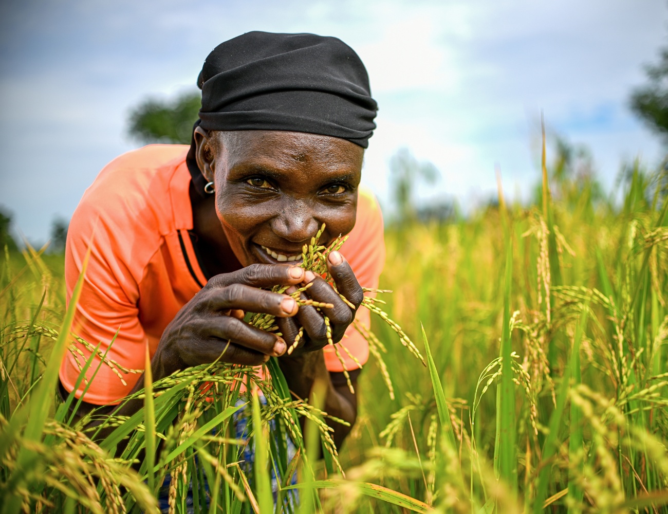 Gombi farming project Gombi farming project
